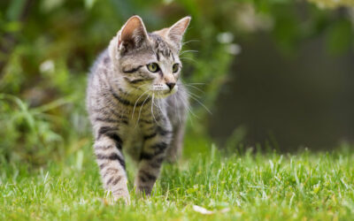 Décès inhabituels de chats sur la commune
