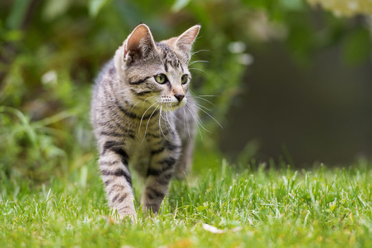 Décès inhabituels de chats sur la commune