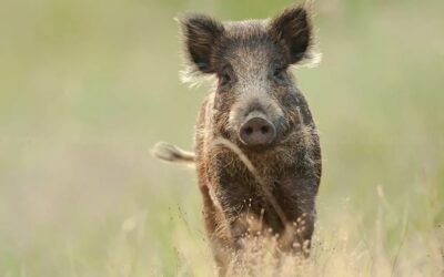 Présence des sangliers sur la commune